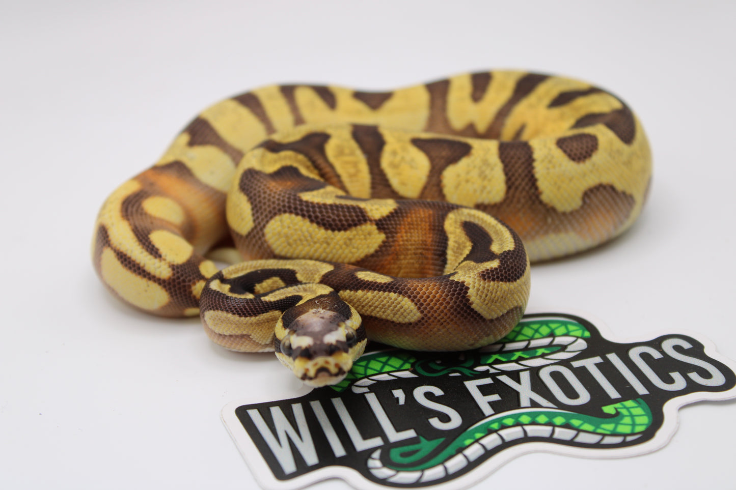 Coiled ball python on a white background with 'Wills Exotics' logo.