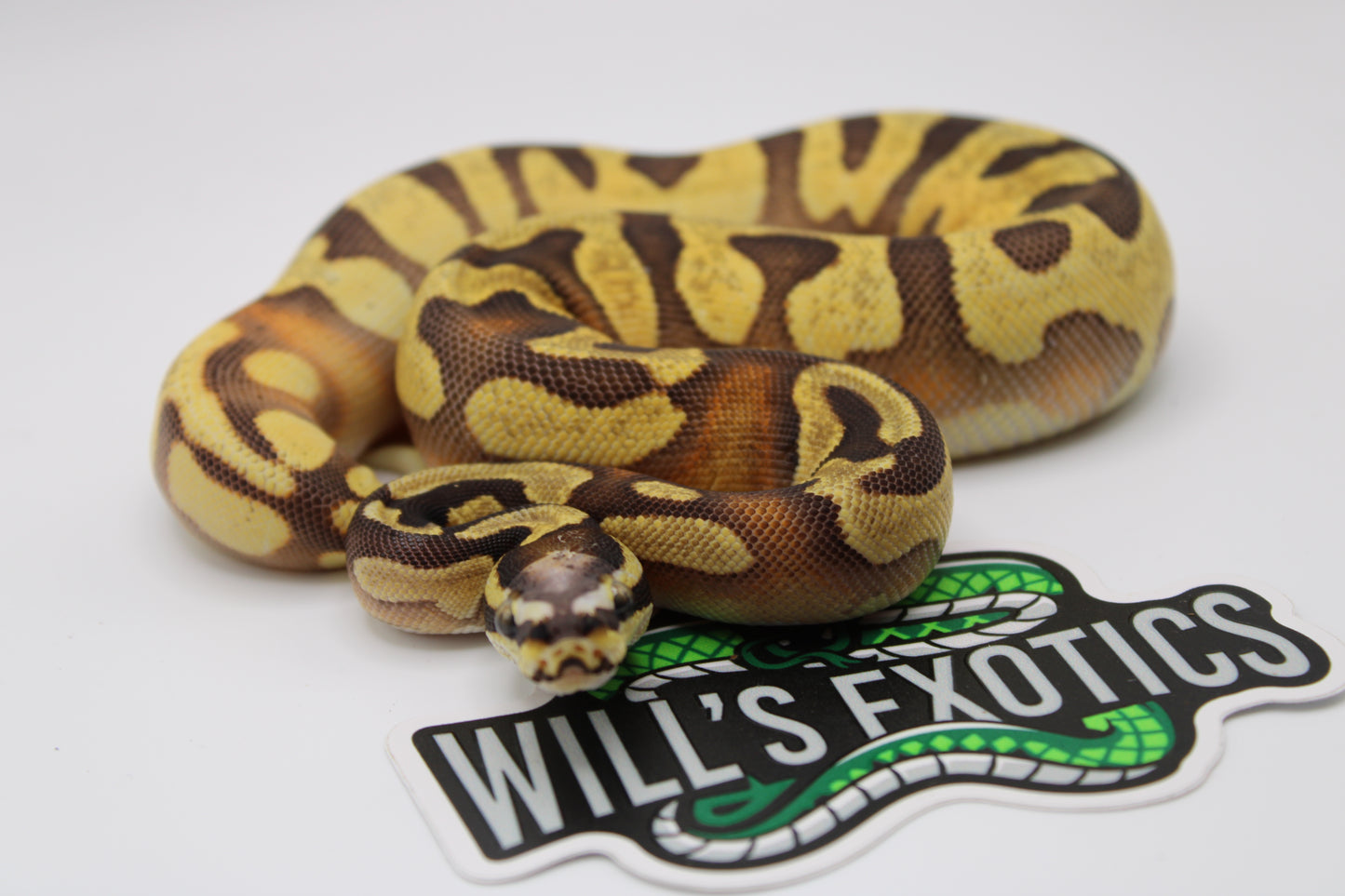 Colorful snake on a white background with 'Wills Exotics' logo.
