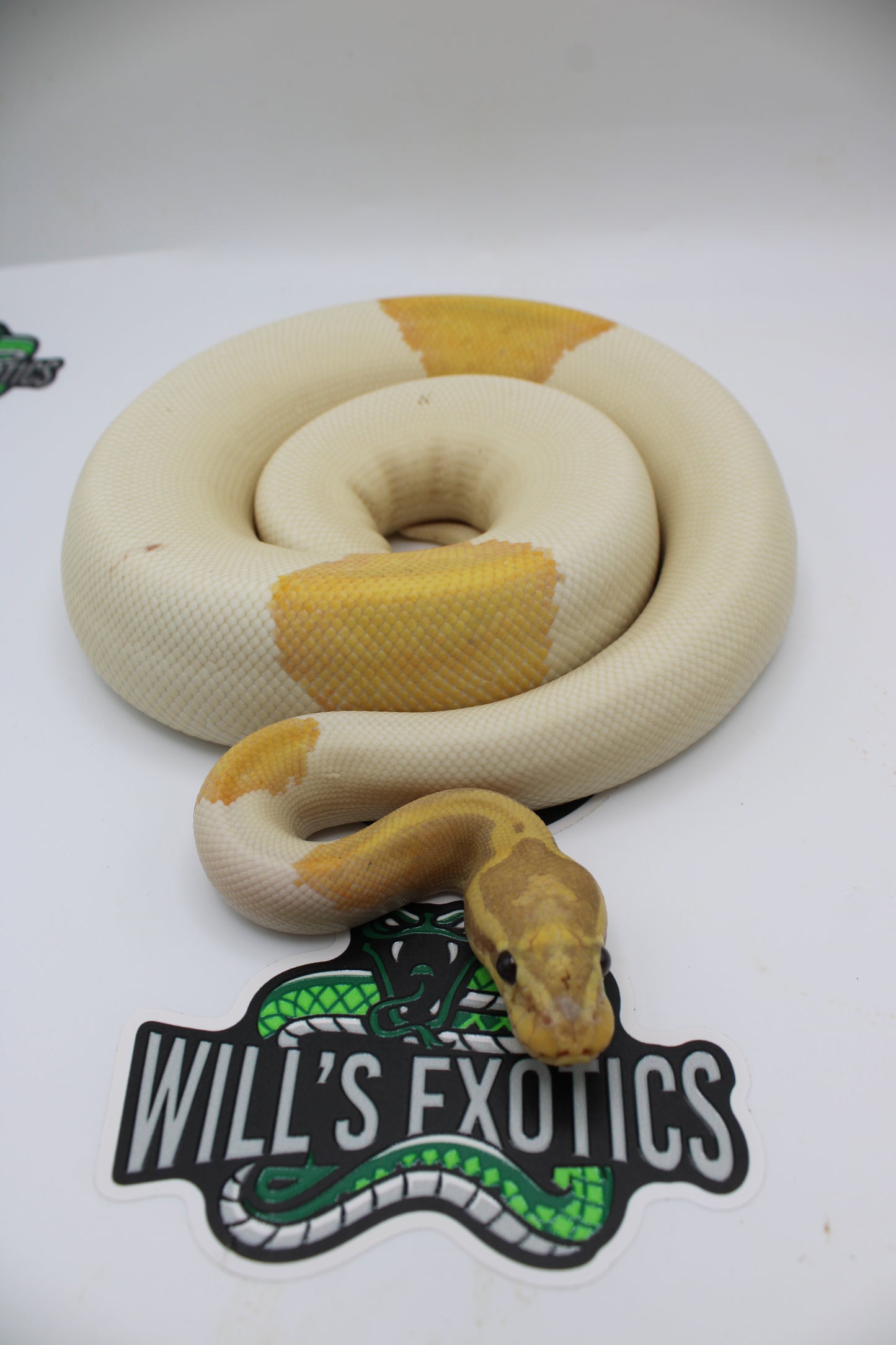 Banana Piebald Possible Hypo Yellow Belly