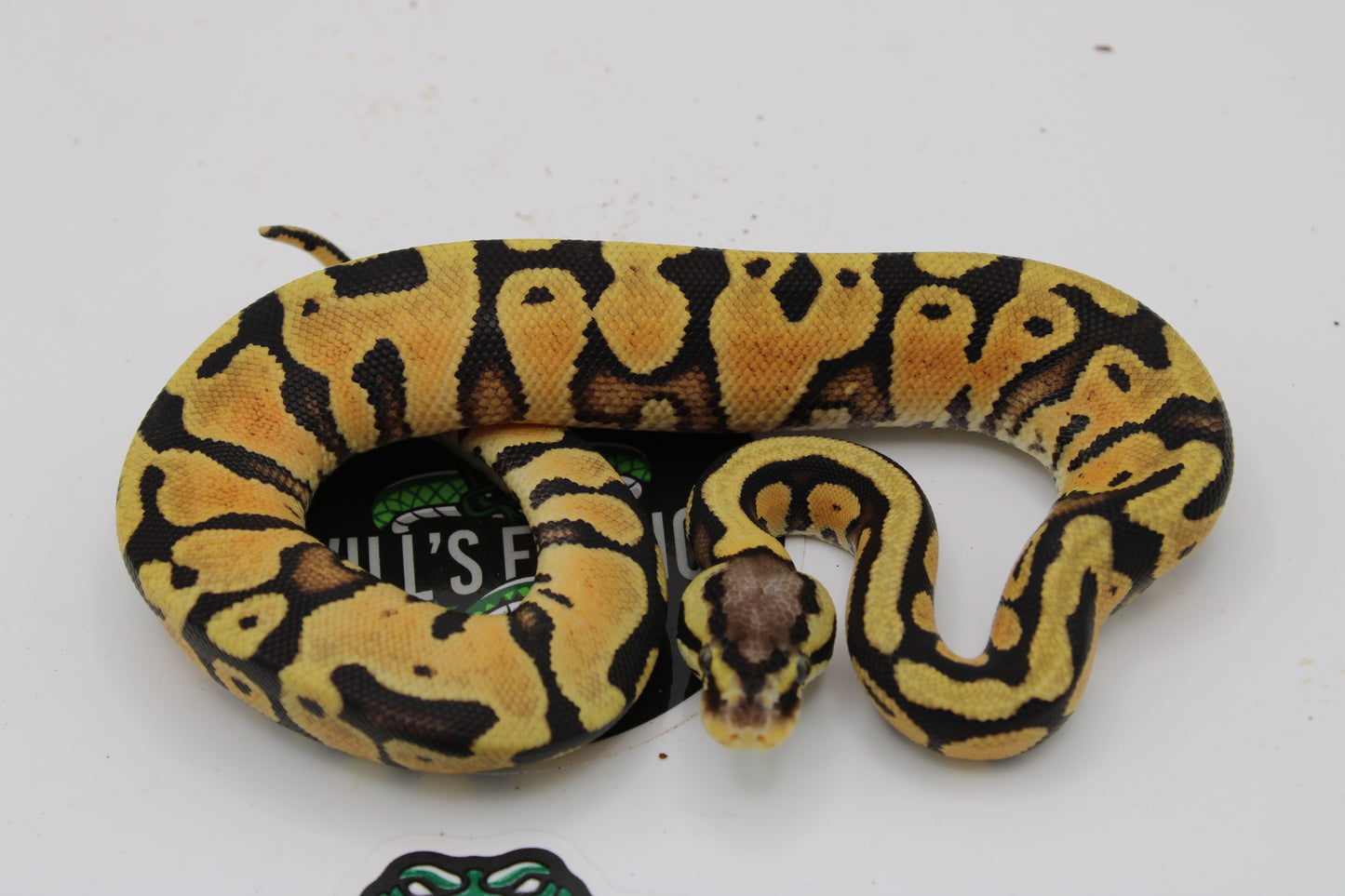 Butter Pastel Yellow Belly 100% Het Clown