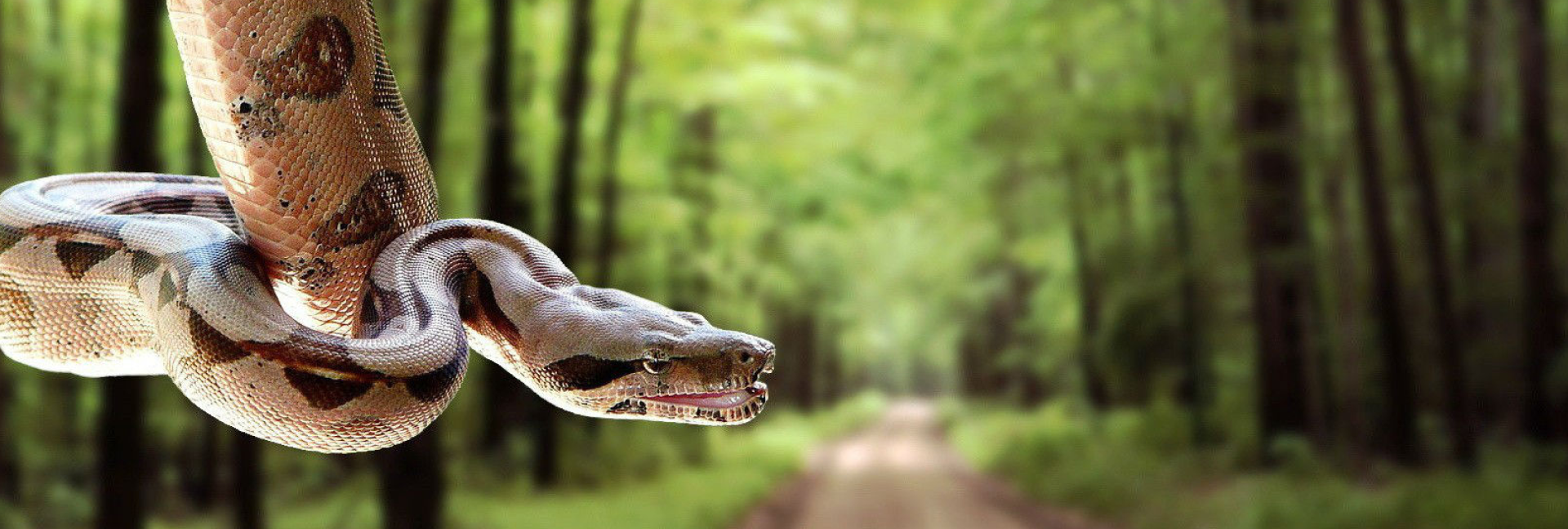buy reptiles online