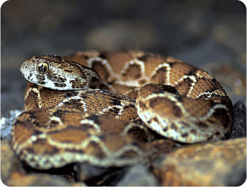 Past lorem ipsum served the same