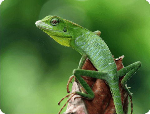 Past lorem ipsum served the same