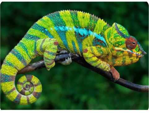 Past lorem ipsum served the same