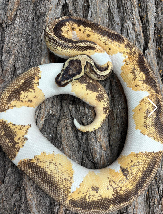 Pastel, Enchi, Yellow Belly, GeneX, Piebald Ball Python (Python Regius)