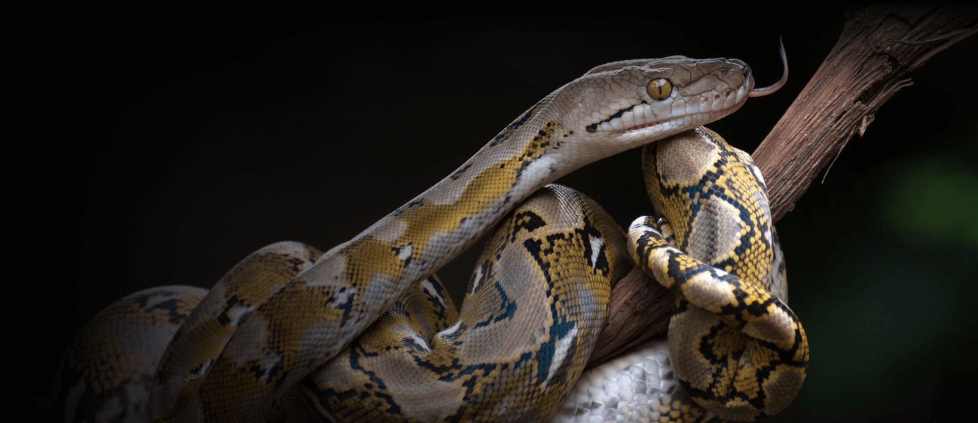 ball pythons for sale