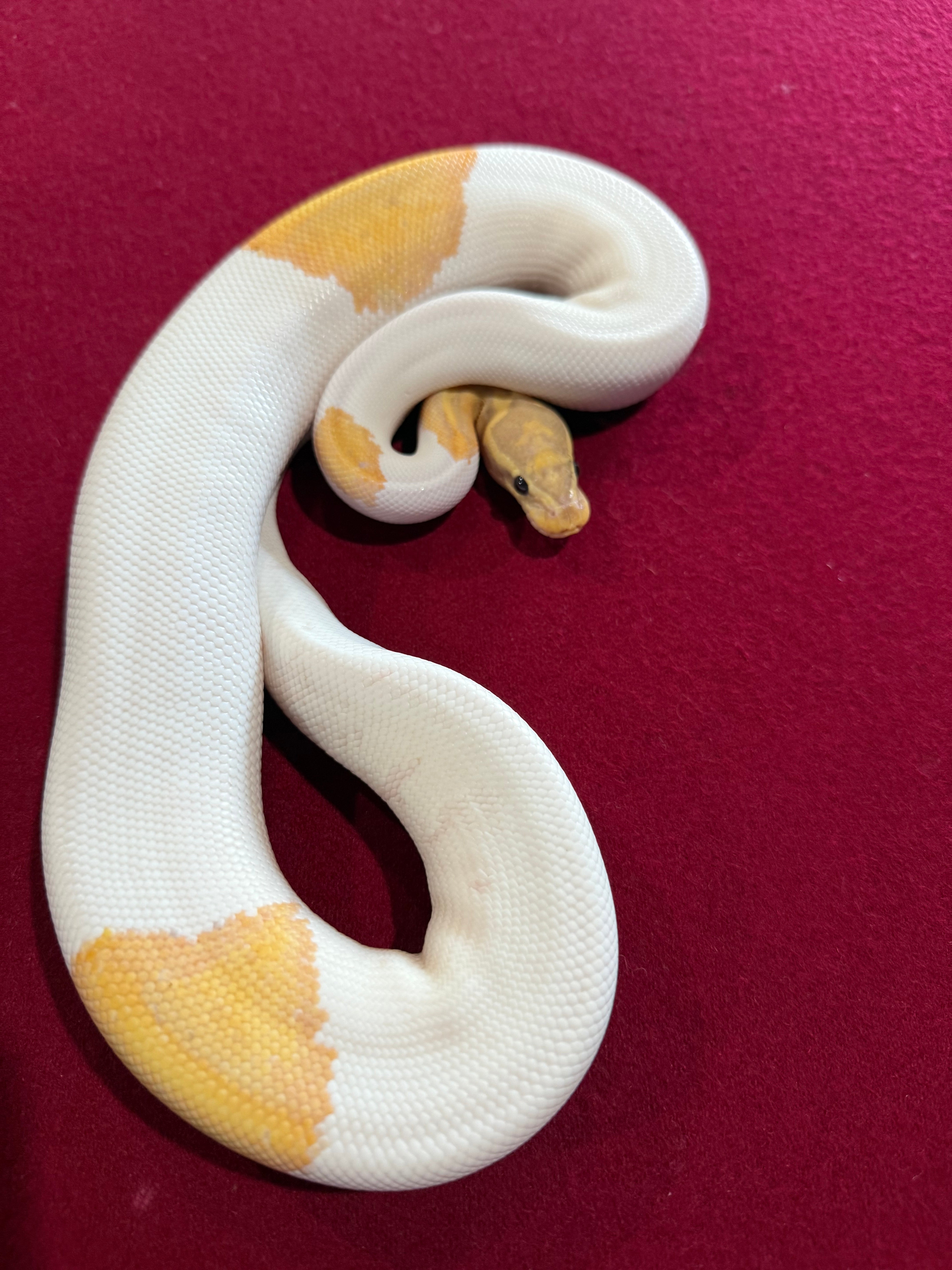 White and yellow snake coiled on a red background