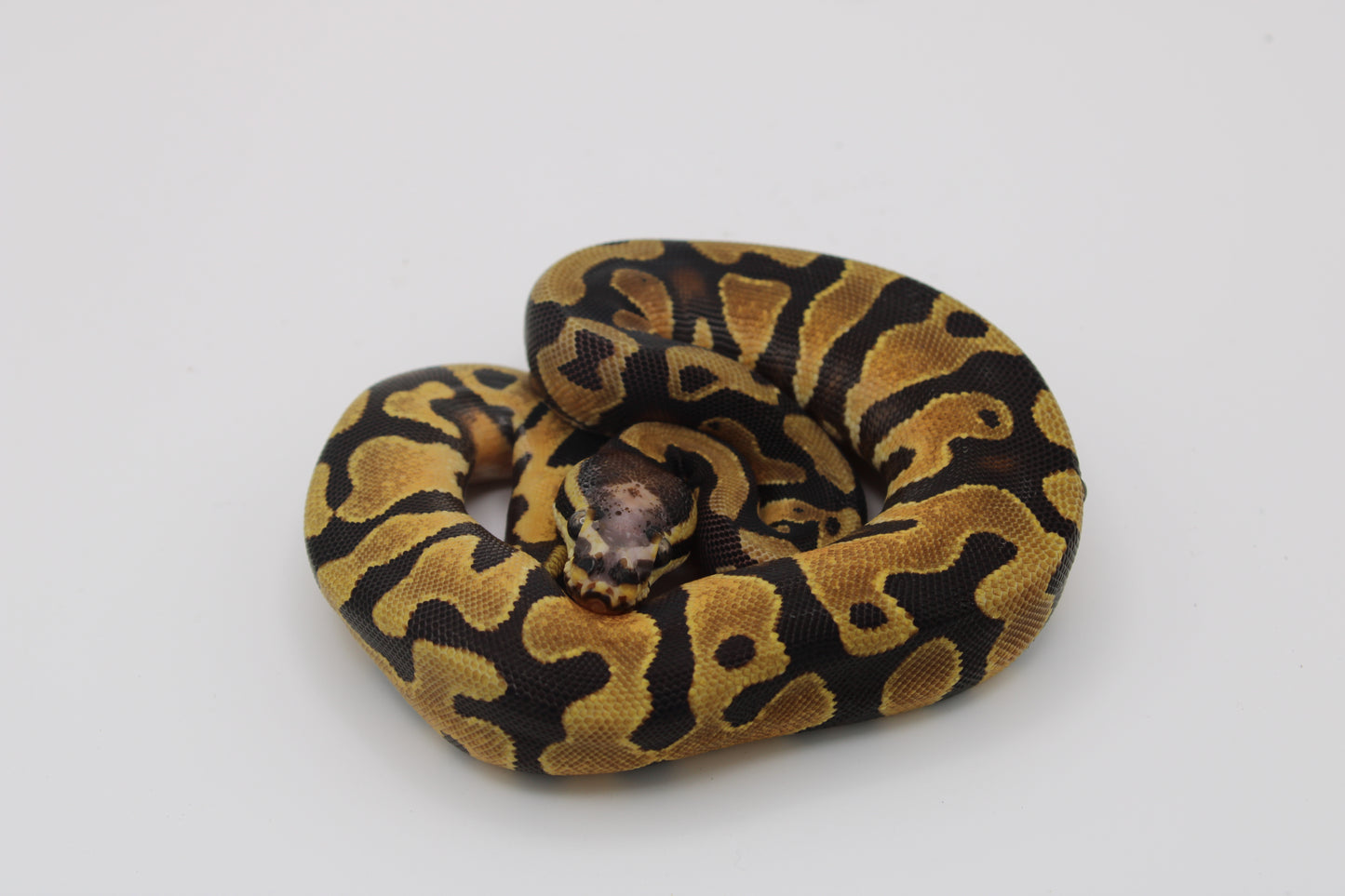 Orange Dream Scaleless Head Enchi Ball Python