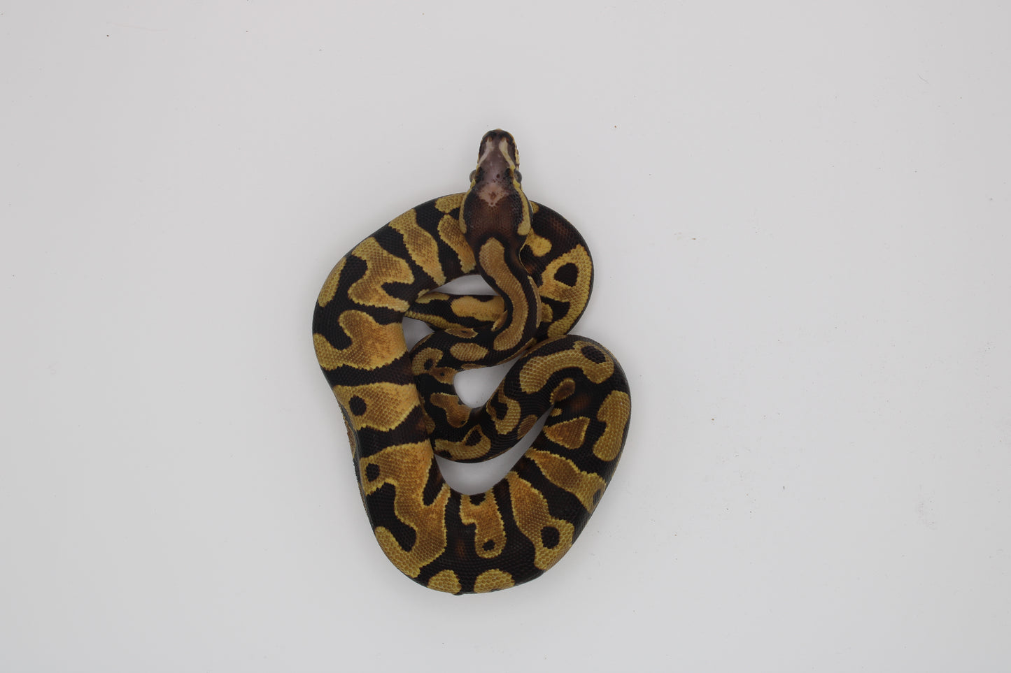 Orange Dream Scaleless Head Enchi Ball Python