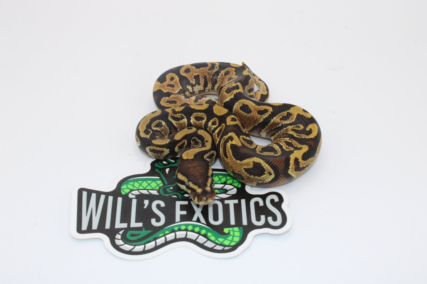 Orange Dream Ball Python (Python Regius)