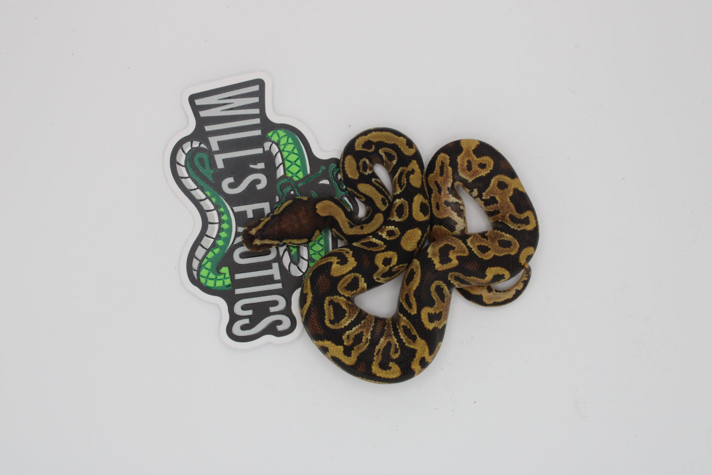 Orange Dream Ball Python (Python Regius)