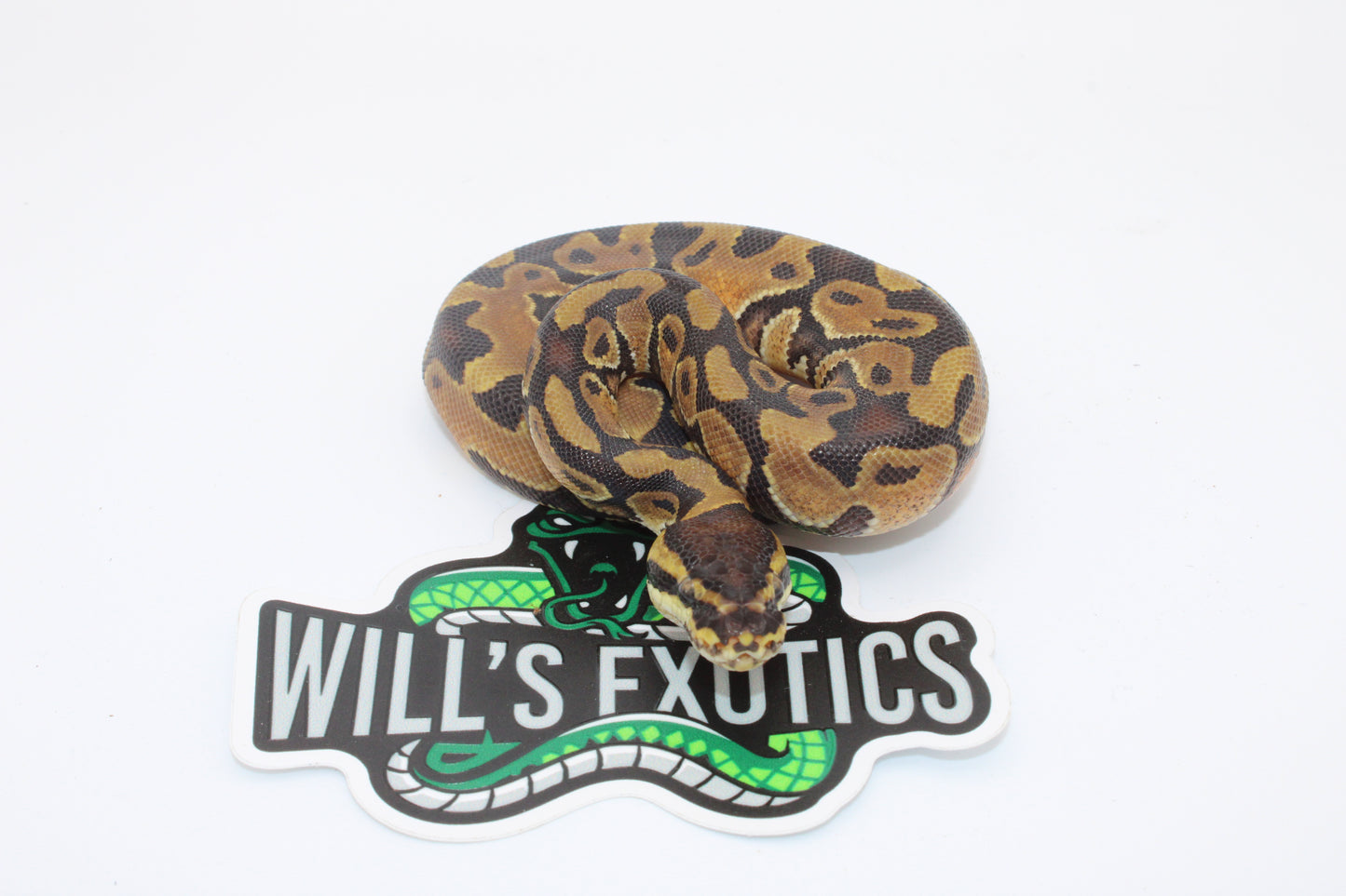 Normal Ball Python (Python Regius)