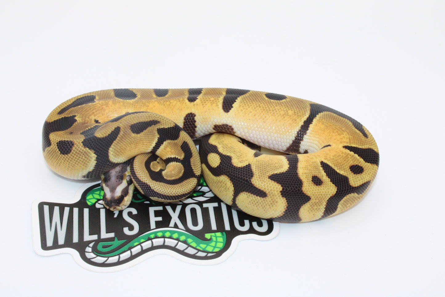 Scaleless Head Enchi Ball Python (Python Regius)