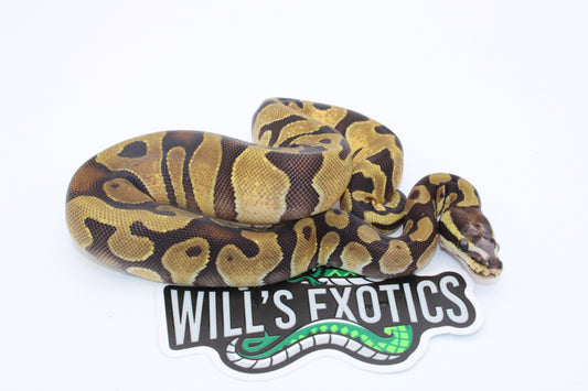 Orange Dream Enchi Yellow Belly Scaleless Head Ball Python (Python Regius)