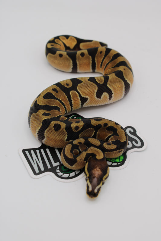 Enchi Scaleless Head Ball Python (Python Regius)