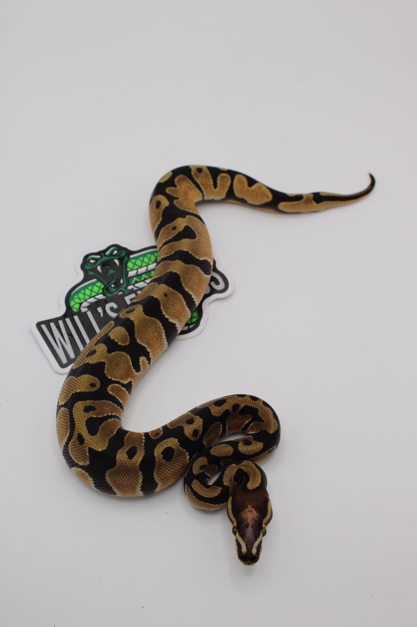 Enchi Scaleless Head Ball Python (Python Regius)