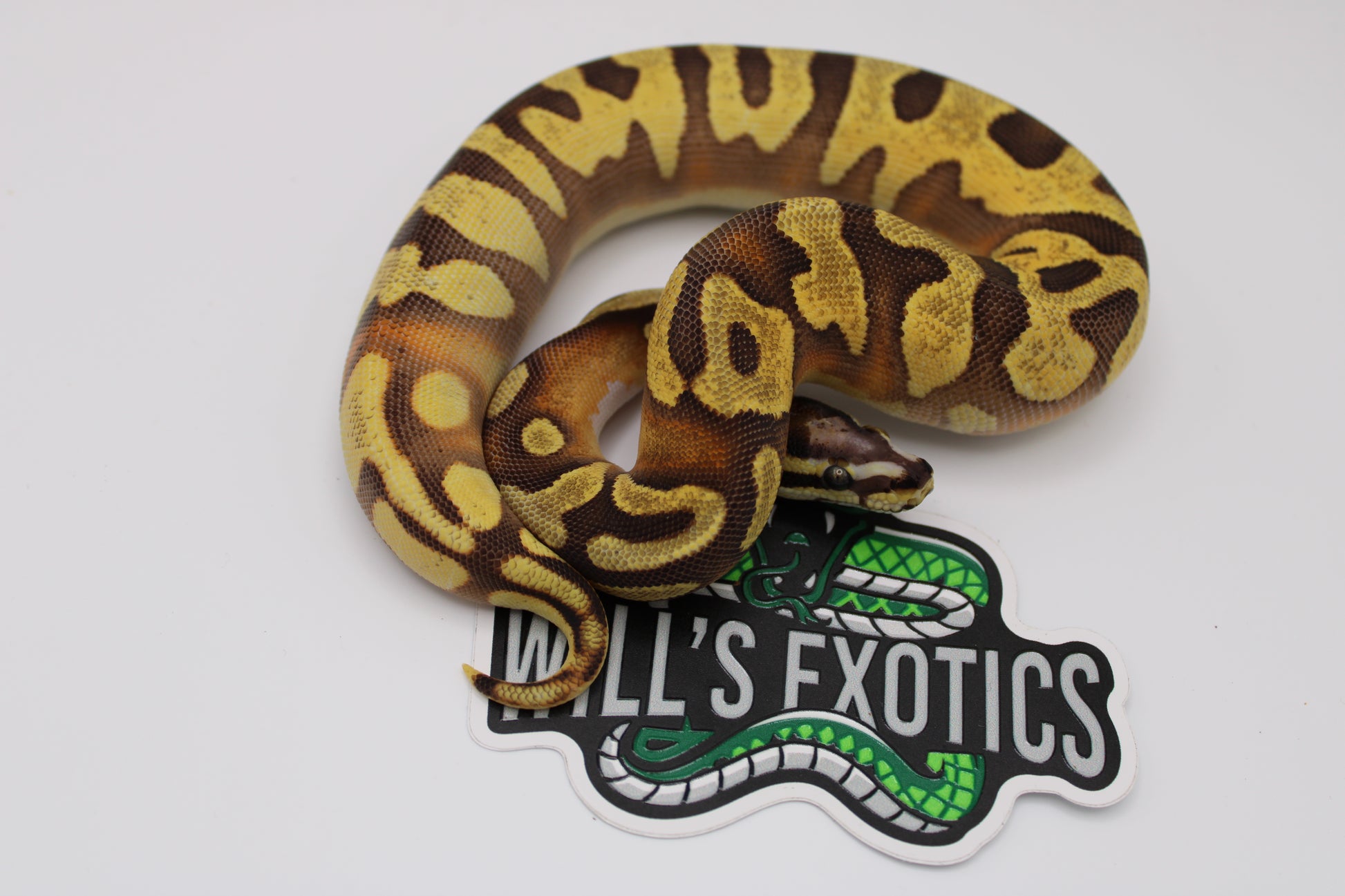 Coiled ball python on a white background with 'Will's Exotics' logo.