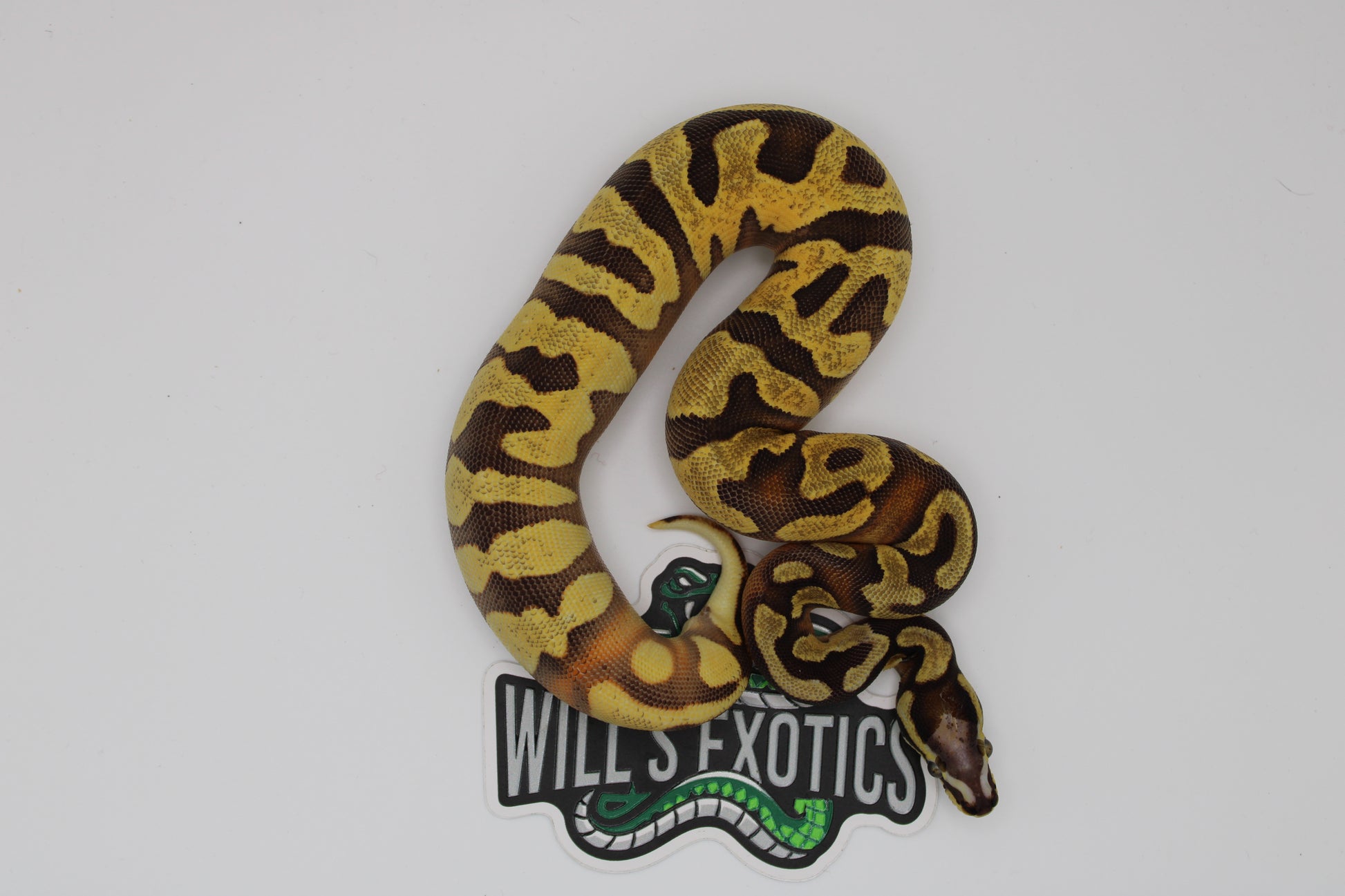 Colorful snake on a white background with 'Will's Exotics' logo.