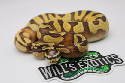 Colorful snake on a white background with 'Wills Exotics' logo.