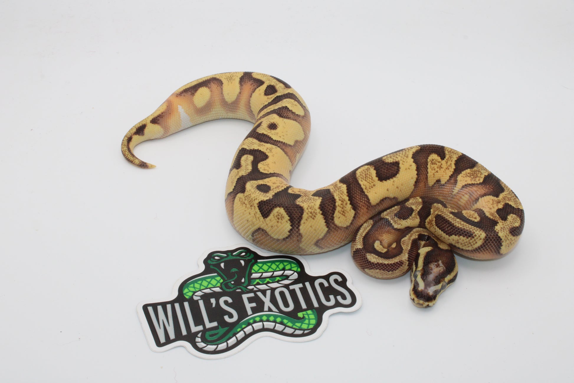 Colorful snake on a white background with 'Will's Exotics' logo.