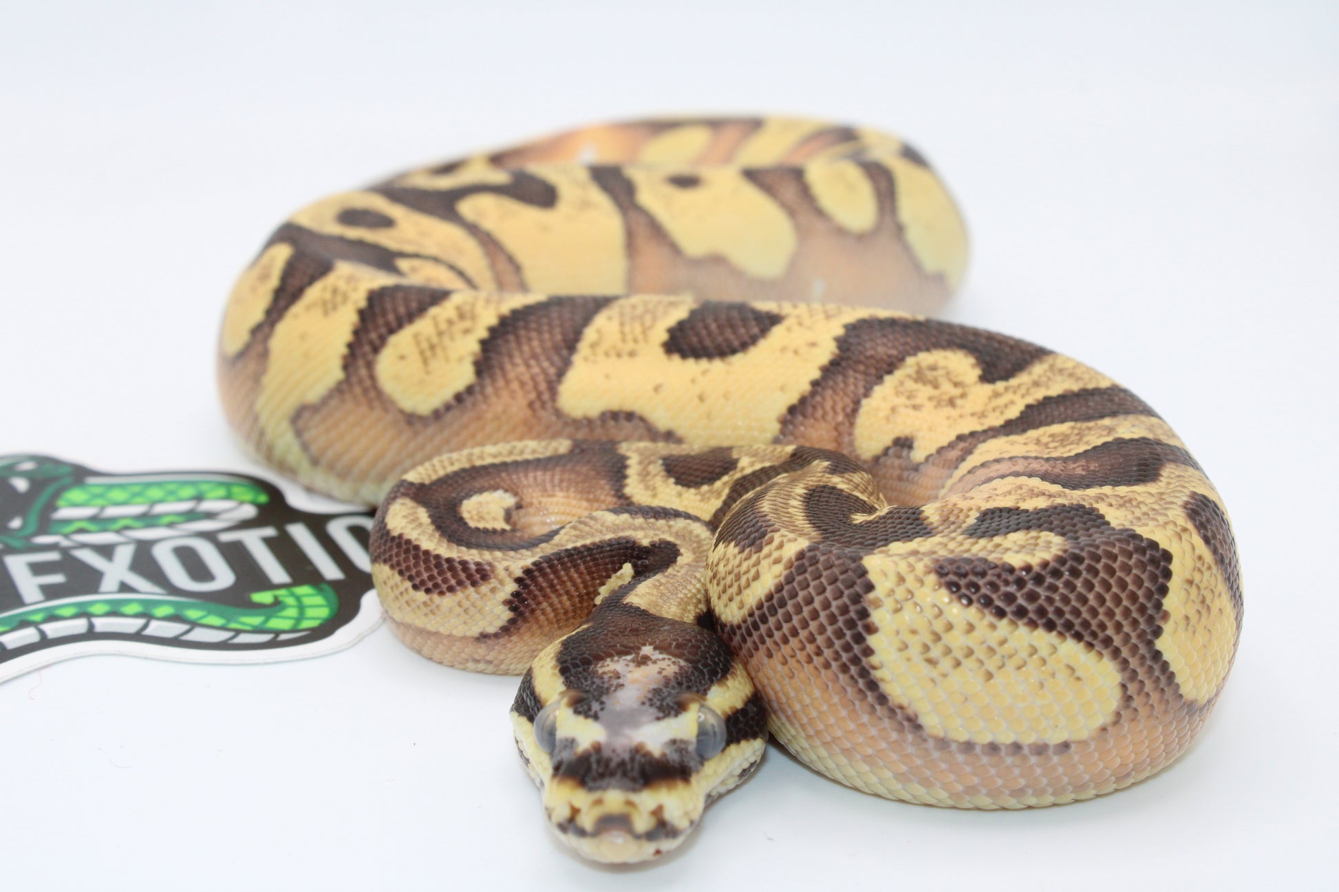 Colorful snake on a white background with Exotic Pets logo.