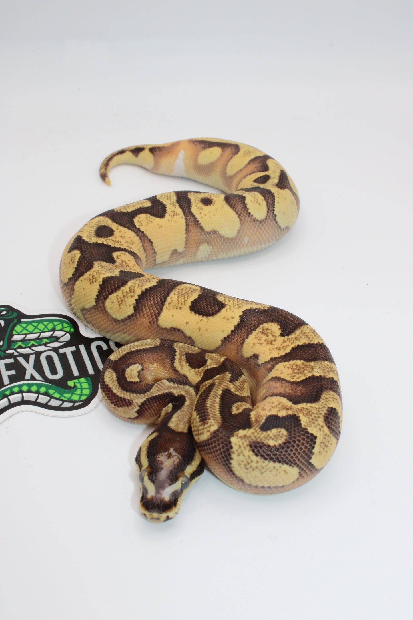 Coiled ball python on a white background with Exotic Pet Farms logo.