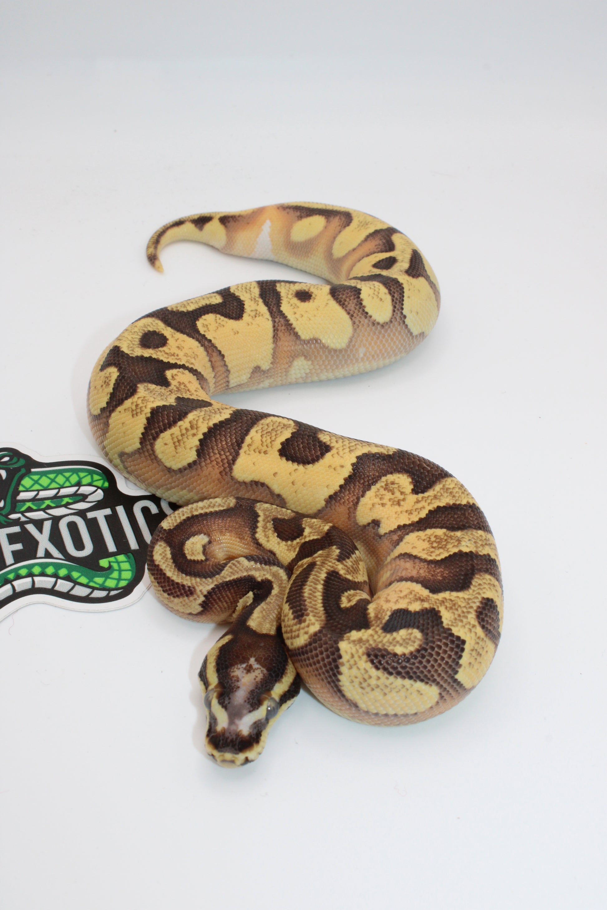 Coiled ball python on a white background with Exotic Pet Farms logo.
