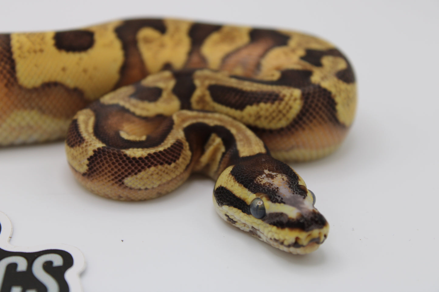 Colorful snake on a white background