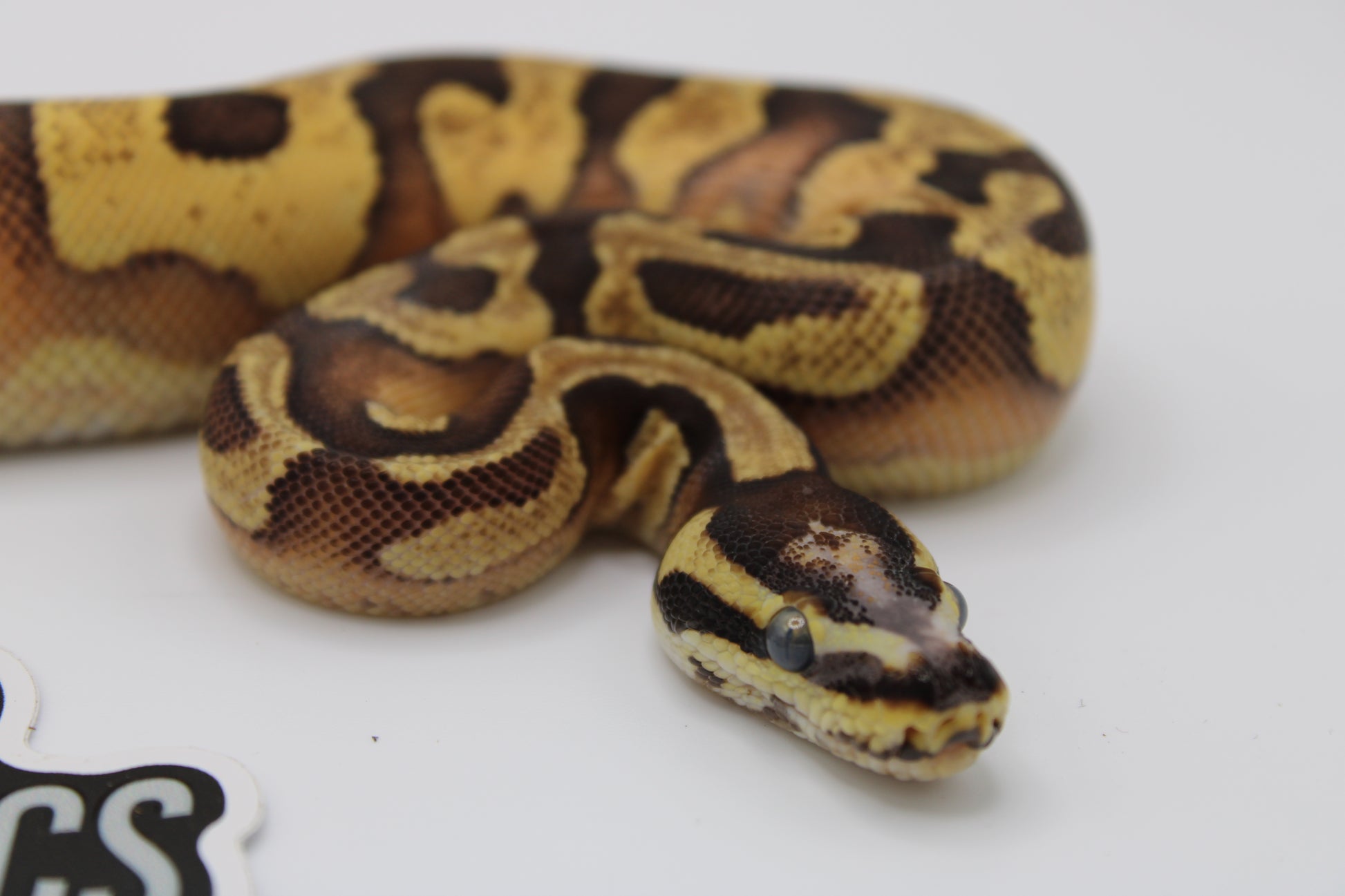 Colorful snake on a white background