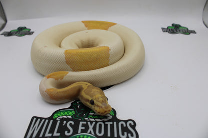 Banana Piebald Possible Hypo Yellow Belly