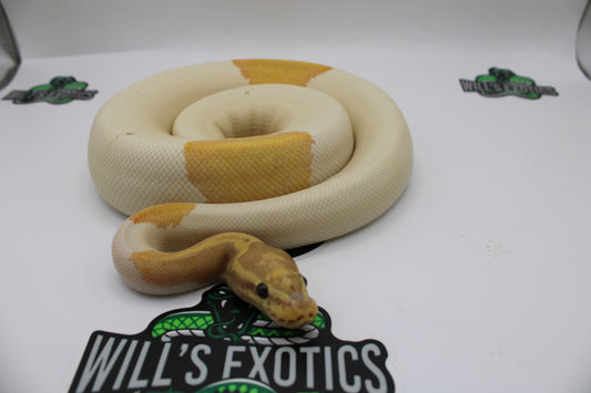 Banana Piebald Possible Hypo Yellow Belly