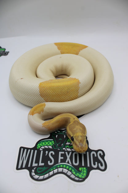 Banana Piebald Possible Hypo Yellow Belly