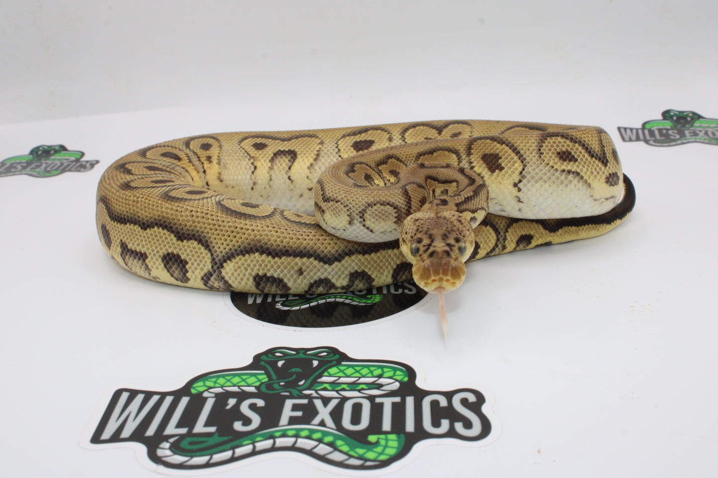 Stanger Pastel Clown Ball Python- Female 2023