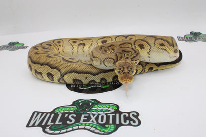 Stanger Pastel Clown Ball Python- Female 2023