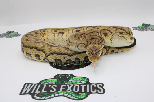 Stanger Pastel Clown Ball Python- Female 2023