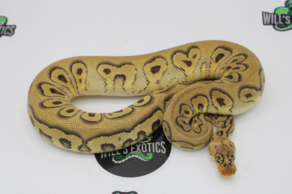Stanger Pastel Clown Ball Python- Female 2023