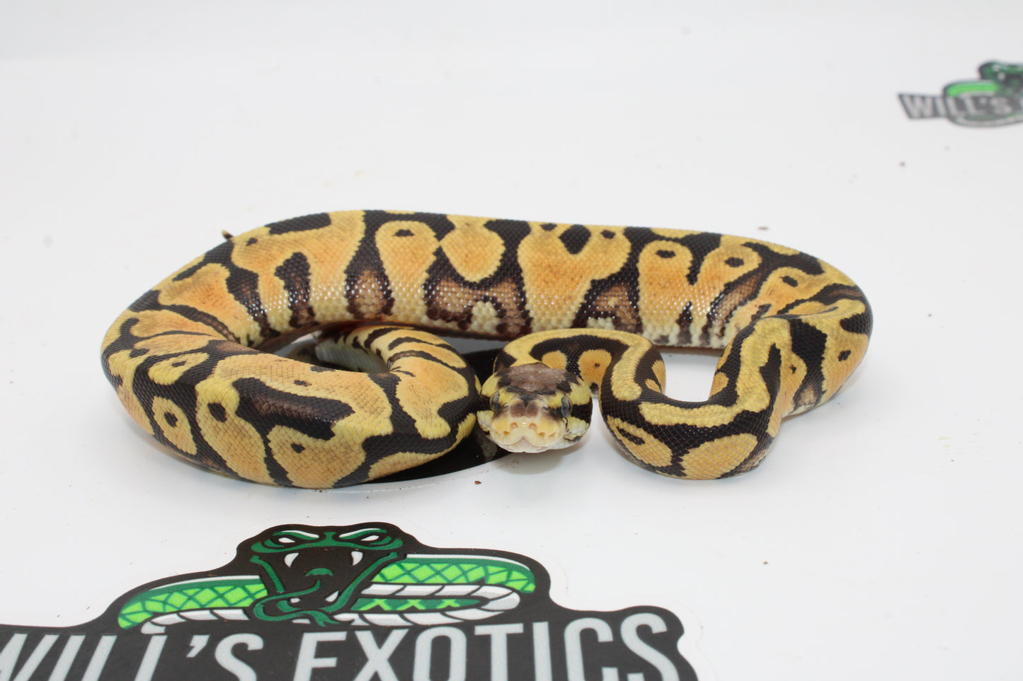 Butter Pastel Yellow Belly 100% Het Clown