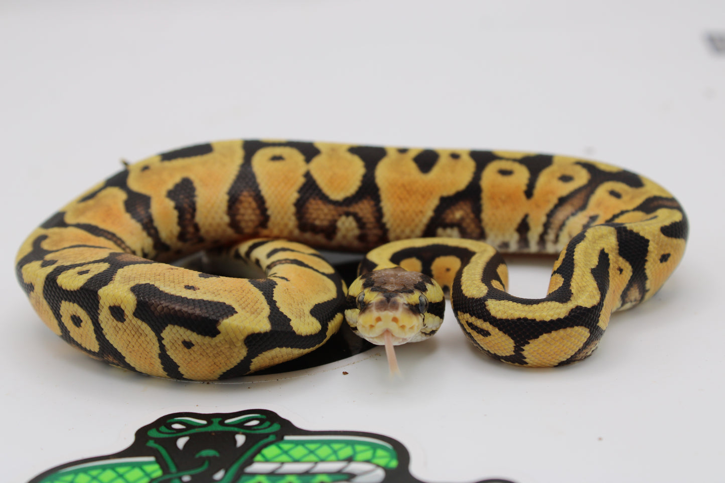 Butter Pastel Yellow Belly 100% Het Clown