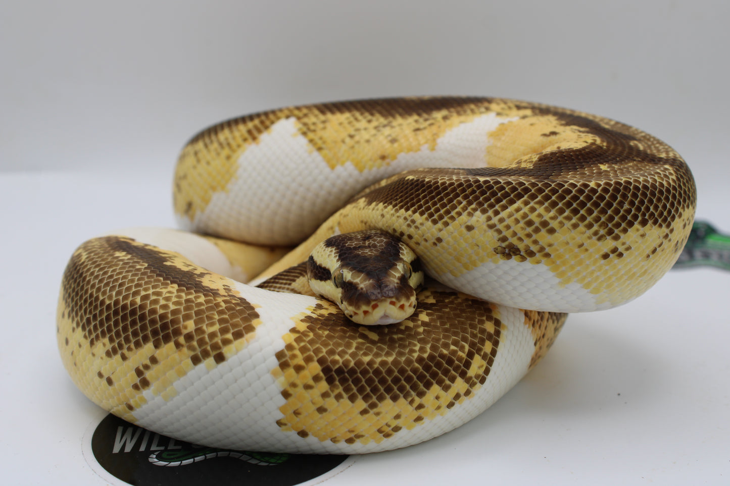 Pastel Enchi Yellow Belly Gene X Ball Python- Female 1227G