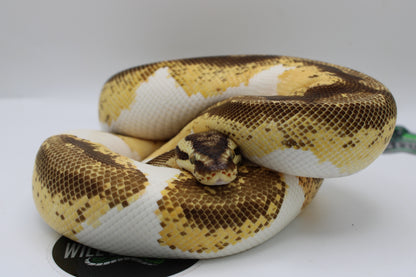 Pastel Enchi Yellow Belly Gene X Ball Python- Female 1227G