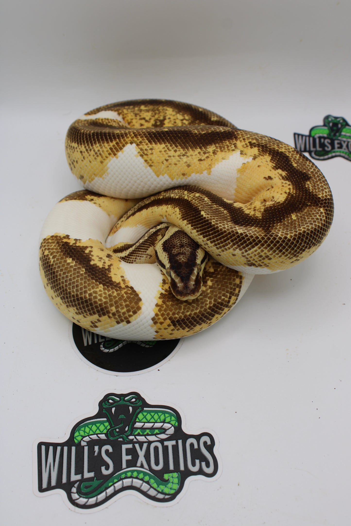 Pastel Enchi Yellow Belly Gene X Ball Python- Female 1227G