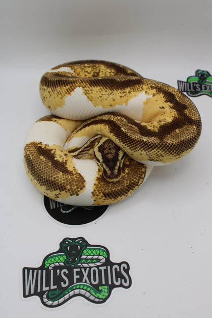 Pastel Enchi Yellow Belly Gene X Ball Python- Female 1227G
