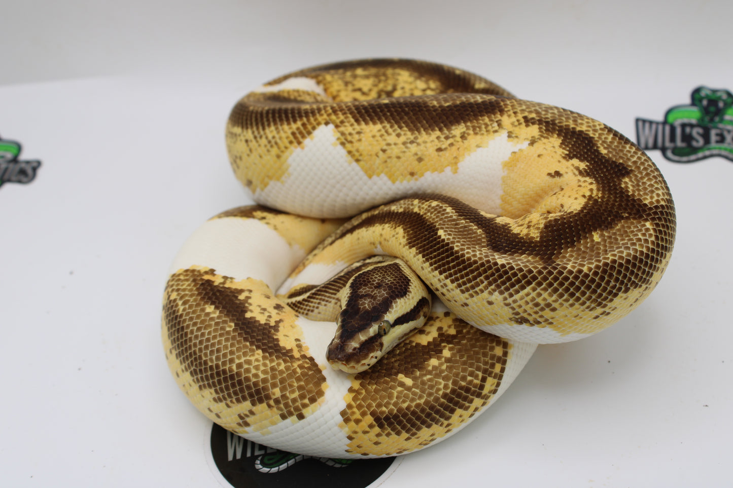 Pastel Enchi Yellow Belly Gene X Ball Python- Female 1227G