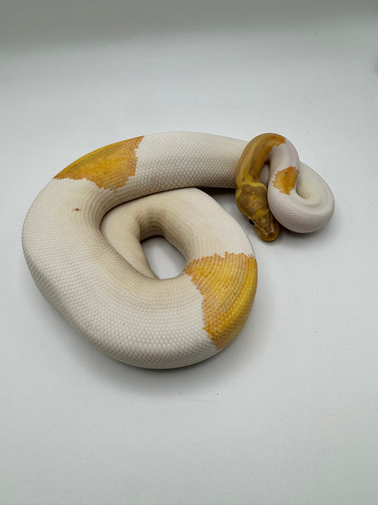 Banana YB Piebald POS Hypo Ball Python (Python Regius)