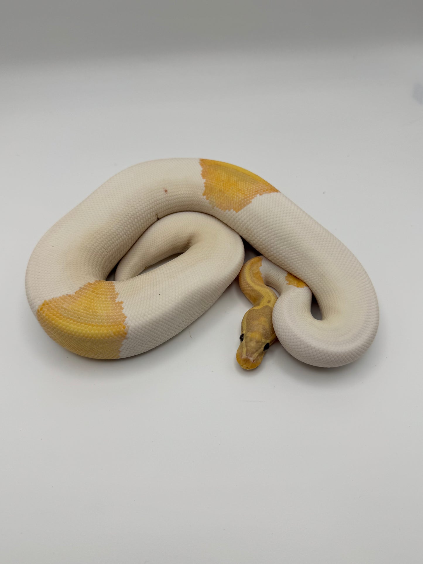 Banana YB Piebald POS Hypo Ball Python (Python Regius)